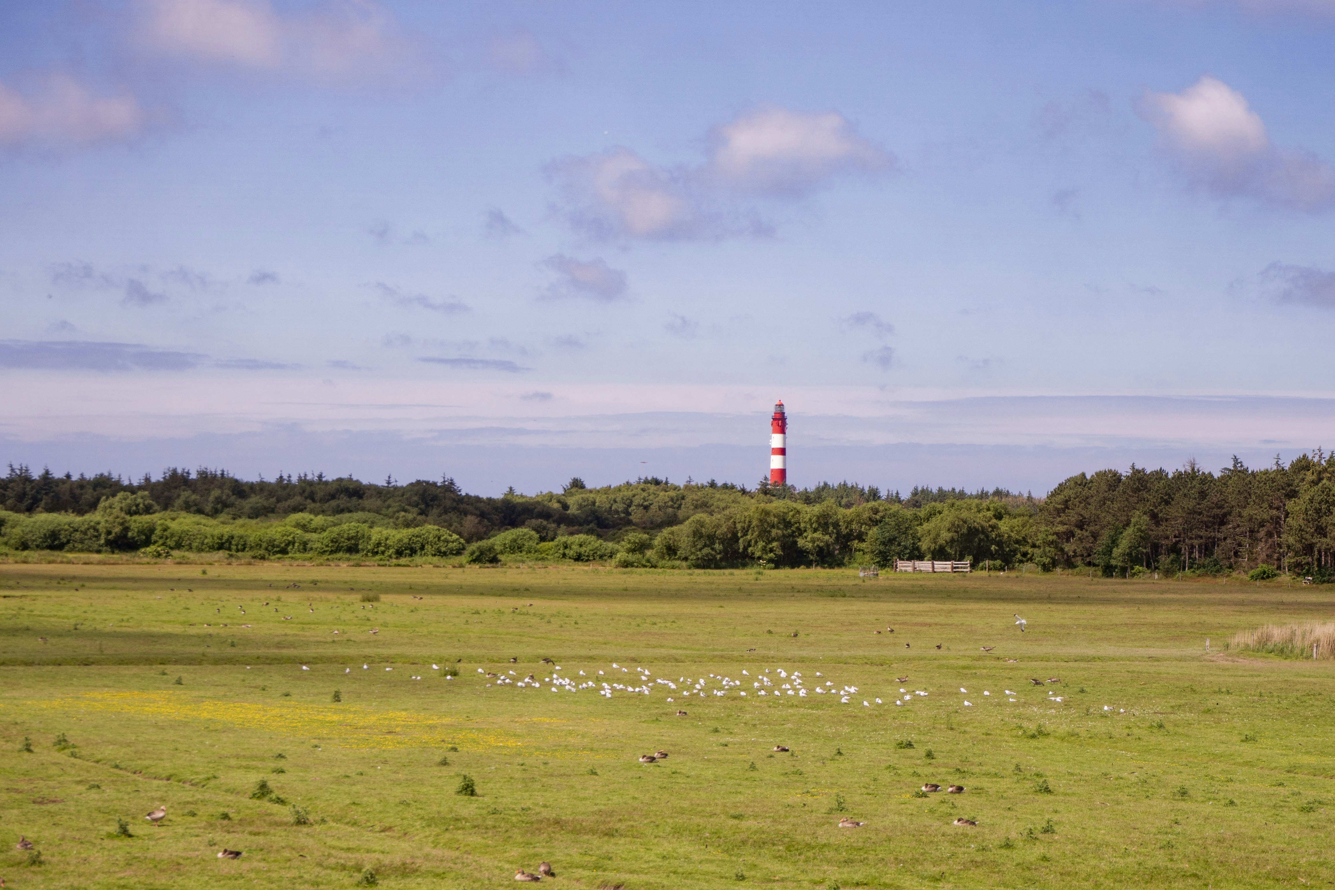 red and white lighthouse on green grass field under white clouds during daytime